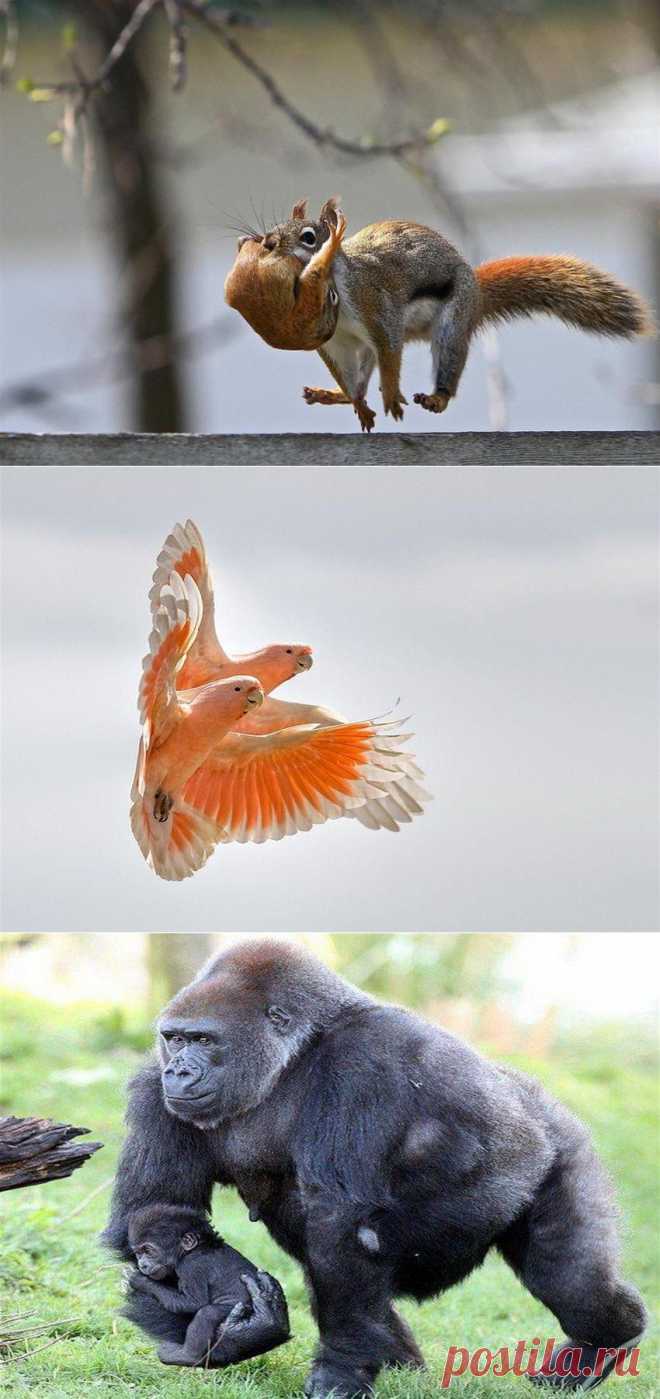 Забавные фотографии зверей!.