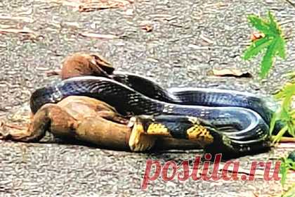 Схватка варана и огромной королевской кобры попала на видео. В индийском лесу Каримбани, провинция Керала, местным лесничим удалось заснять битву варана с коброй на видео. Работники лесного хозяйства рассказали, что наткнулись на сражающихся животных во время планового объезда территории. Они более 10 минут наблюдали за дракой животных.