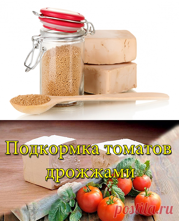 =Дрожжевая подкормка для помидор. 7 рецептов подкормки помидор дрожжами.

=Почему желтеют листья у огурцов.