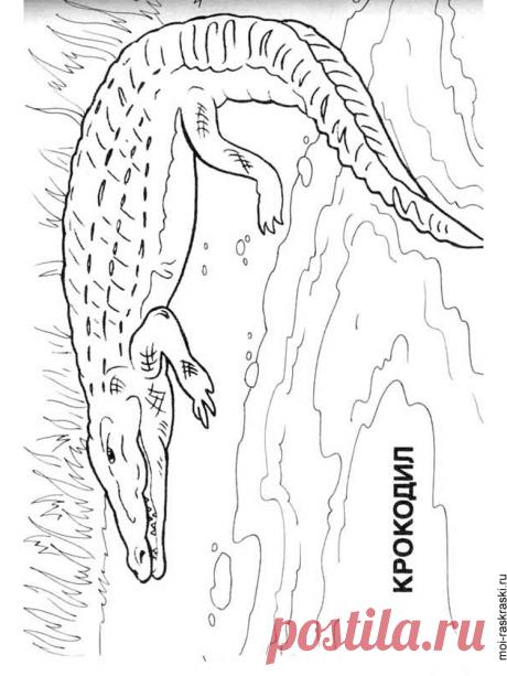 Крокодил раскраски распечатать