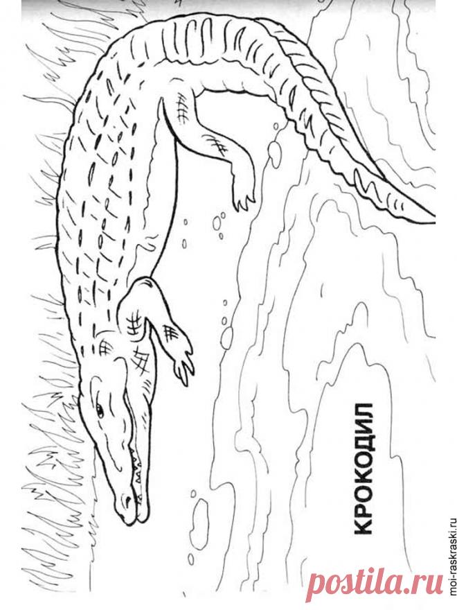 Крокодил раскраски распечатать
