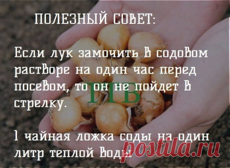 Дачный советник