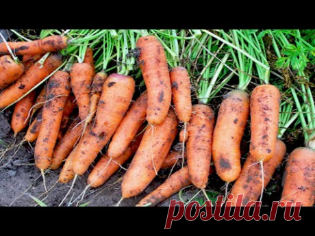 МОРКОВЬ СЛАЩЕ МЁДА ПОСЛЕ ЭТИХ 3 ПОДКОРМОК! КАК ВЫРАСТИТЬ КРУПНУЮ И СЛАДКУЮ МОРКОВЬ.