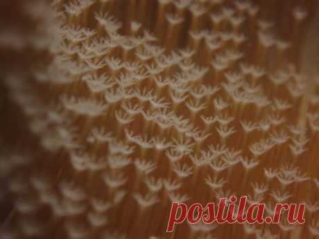 Прекрасные и удивительные коралловые рифы / Туристический спутник