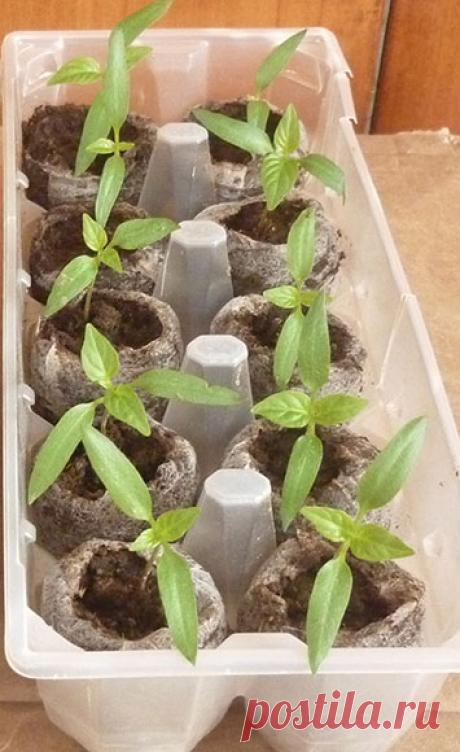 Еще раз о рассаде...