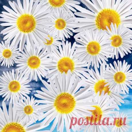 РОМАШКОВЫЙ РАЙ