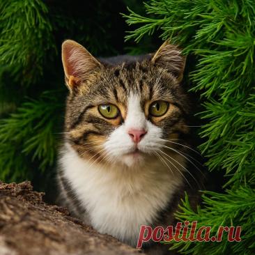 Курортный роман Вениамина - OGADANIE.RU