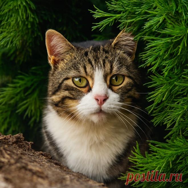 Курортный роман Вениамина - OGADANIE.RU