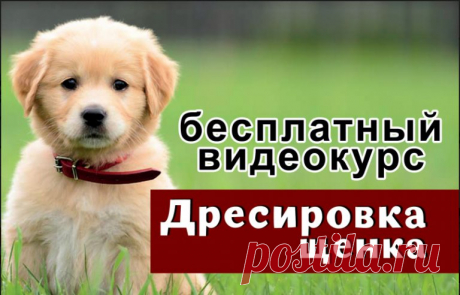 Запись вебинара "Пес подбирает, отучаем! - SunnyDog