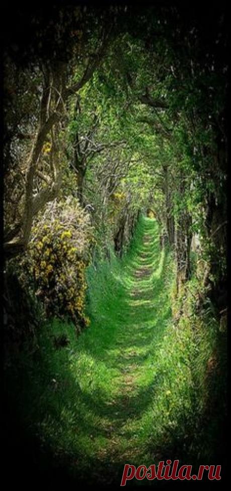 The Old Road ~ Tree Tunnel - Ballynoe, County Down, Northern…