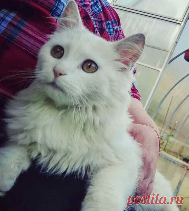 Кот Гавр приводит домой своих бездомных подружек рожать котят | О кошках и не только | Яндекс Дзен