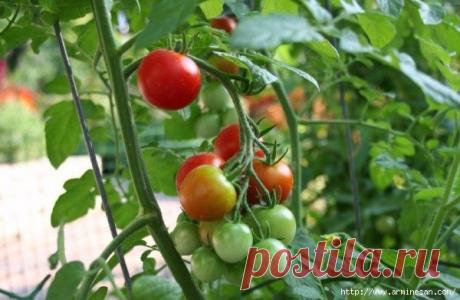 Уникальная подкормка для созревания помидоров!.