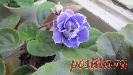 синенькая с белой окантовкой