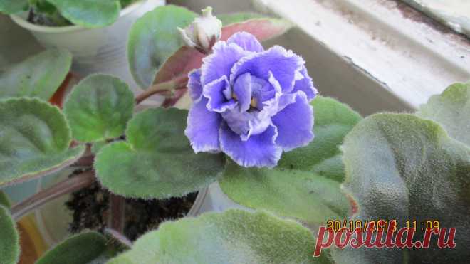 синенькая с белой окантовкой