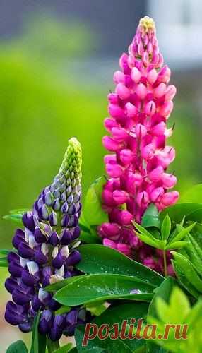 Purple and Pink Lupine Flower | Backyards Click