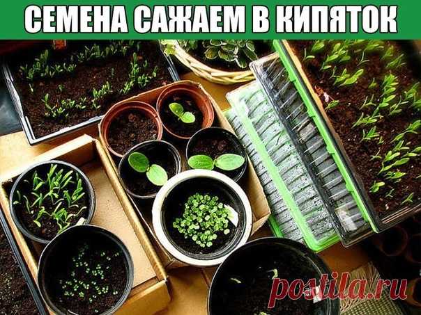 Сeмeнa caжaeм в кипятoк
