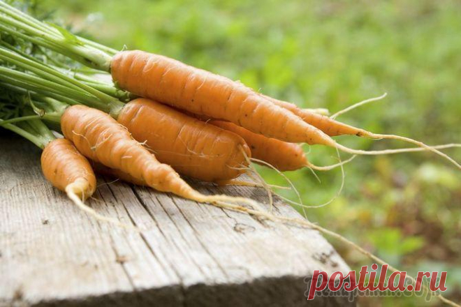 Самые сладкие сорта моркови для детского питания