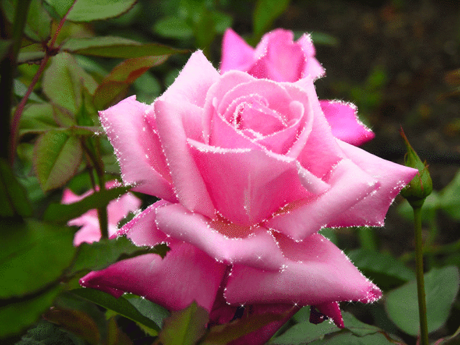 0_7a177_e7f44a06_XXL.gif.jpg (1024×768)