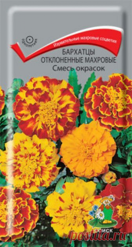 Семена. "Бархатцы отклоненные махровые. Смесь окрасок", (вес: 0,3 г) Махровые соцветия изумительной красоты. Куст компактный, густооблиственный, высотой 25 см. Соцветия хризантемовидные, диаметром 3-4 см. Окраска двуцветная: язычковые цветки жёлтые, оранжевые, коричнево-красные с волнистым краем, трубчатые оранжевые, жёлтые. Цветки в центре соцветия...