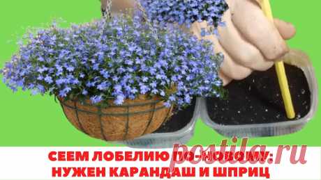 2 НОВЫХ способа посева ЛОБЕЛИИ на рассаду Январь - февраль - самое подходящее время для посева семян лобелии на рассаду. Как посеять столь мелкие семена?Предлагаю 2 способа посева