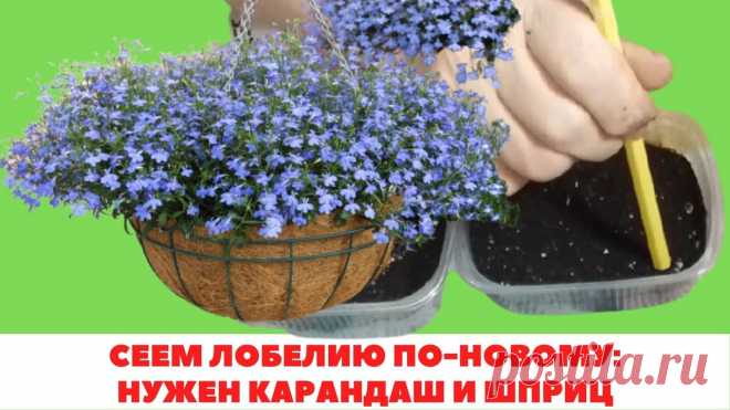 2 НОВЫХ способа посева ЛОБЕЛИИ на рассаду Январь - февраль - самое подходящее время для посева семян лобелии на рассаду. Как посеять столь мелкие семена?Предлагаю 2 способа посева