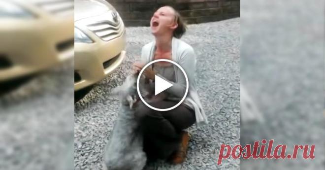 Собака упала в обморок от счастья… 
Невероятно трогательное видео. Маленький песик, который здесь выступает самым главным героем мелодрамы, не виделся со своими хозяевами несколько лет. И все это время собака помнила близких ей людей, …