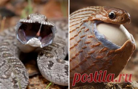 Африканская змея — яйцеед