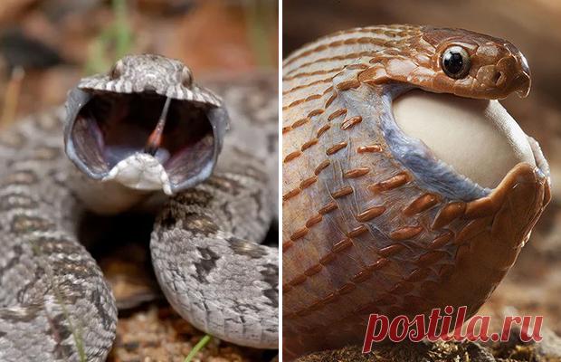 Африканская змея — яйцеед