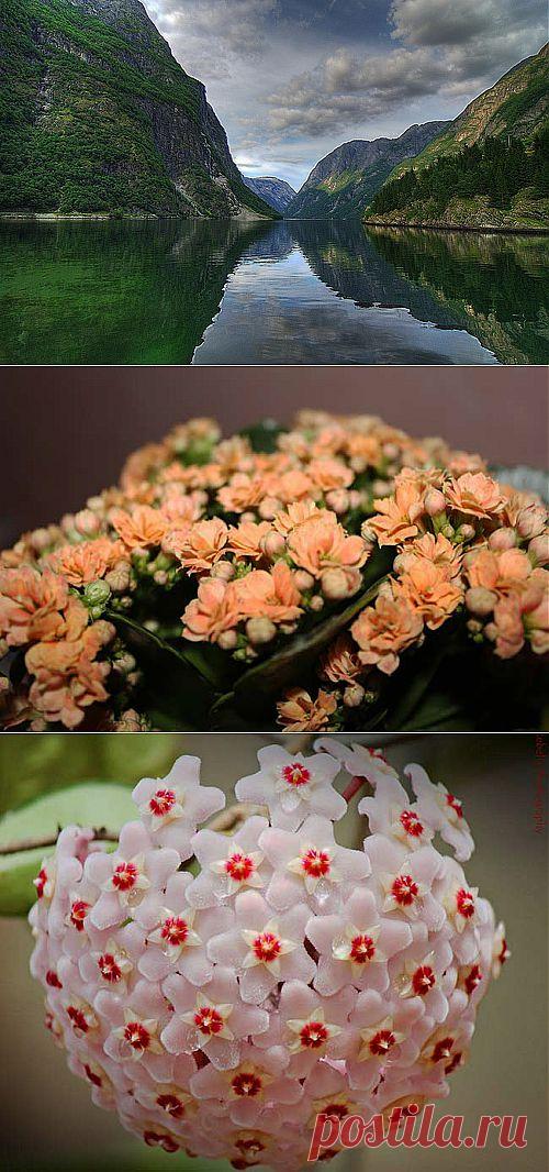 Растения | Блог ZooFitoSfera о растениях, животных и интересном