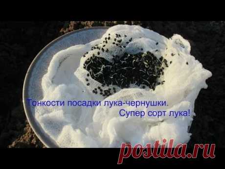 Тонкости посадки лука-чернушки.Супер сорт лука!