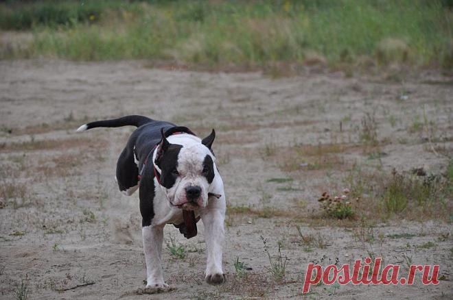 VICTORY WAY BARD of AVON