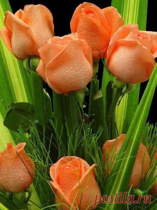 59f6ebbc.jpg (540×720)