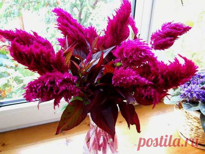 целозия фото цветов: 3 тыс изображений найдено в Яндекс.Картинках