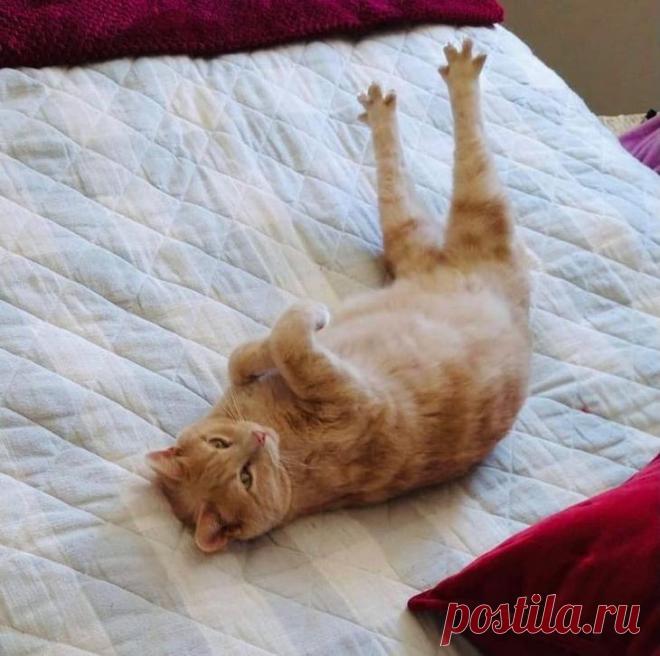 18 человек поделились смешными фотками своих питомцев