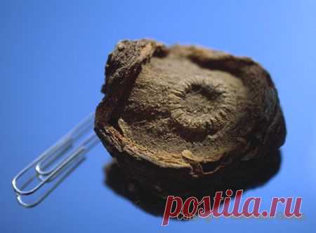 кактусы пейот: 2 тыс изображений найдено в Яндекс.Картинках