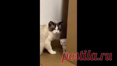 Шерстяные суетологи