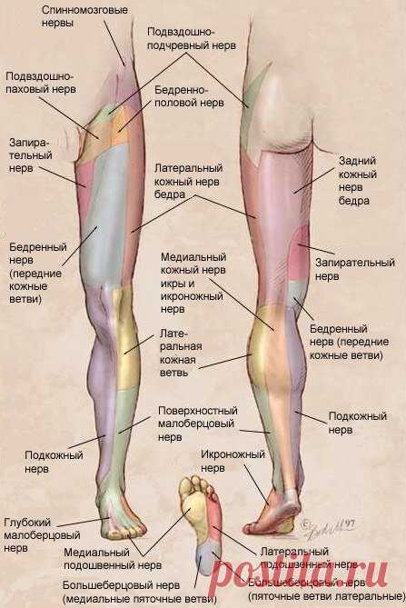 ПРИЧИHЫ МУРAШEК, ИГОЛОК, ЖЖEНИЯ В НOГАХ.