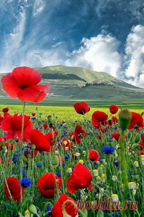 MagpieJ - Untitled - Poppies