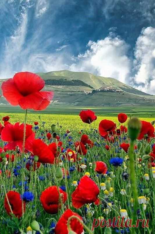 MagpieJ - Untitled - Poppies