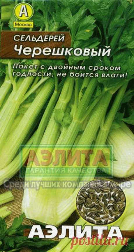 Выращивание черешкового сельдерея на даче, агротехника, посадка и уход (видео советы)