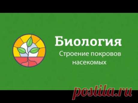 Теория по насекомым