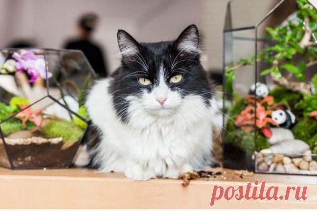 «Остров толстых котов» появился в Китае Рай для пушистиков и всех, кто их любит, открылся в Китае! Более 150 счастливых хвостиков обрели дом на «Острове толстых котов». Это первый тематический парк, посвященный заботе о бездомных питомцах.Чжан. посетительница:«Я впервые на «Острове толстых котов». Узнала о нем в интернете,...