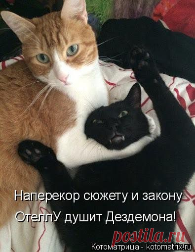 Свежая котоматрица для всех | Позитив в картинках и не только