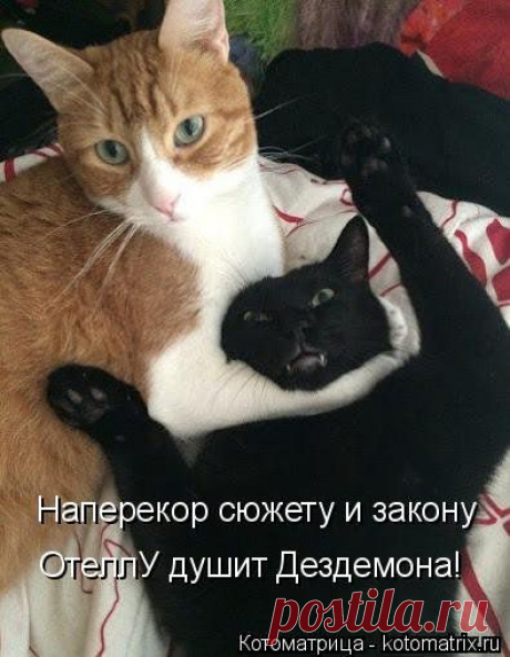 Свежая котоматрица для всех | Позитив в картинках и не только