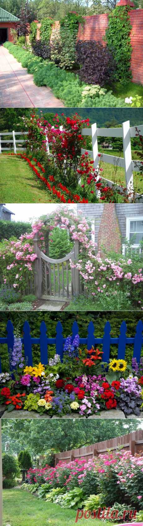 Цветы вдоль ограды участка - 6 соток