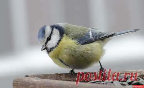 Фото: лазоревка. Lidand2013. Фото животных - Фото и фотограф на Расфокусе.