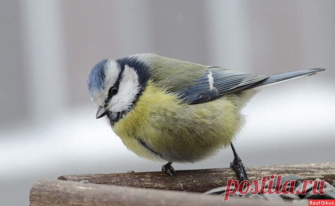 Фото: лазоревка. Lidand2013. Фото животных - Фото и фотограф на Расфокусе.