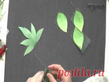 роза Бланш обработка листьев - YouTube