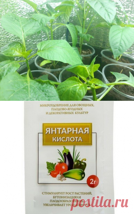 «Усилить мощный рост корней»: рассказываю, какое копеечное средство я применяю для своей рассады в этот период (не подкормка) | Уральский Садовод | Яндекс Дзен