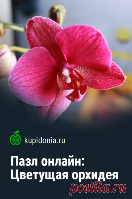Пазл онлайн: Цветущая орхидея. Красивый пазл онлайн с яркой орхидеей. Собери пазл на сайте!